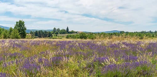 Lavender field near Mont Ventoux, a mountain in the Provence region of southern France