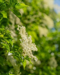 Closeup shot of some elderflowers in sunny ambiance