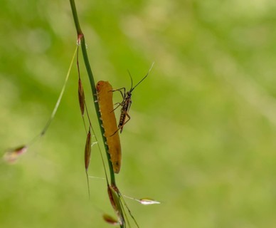 Meadow plant bug resting on a yellow caterpillar on a grass stipe in green ambiance