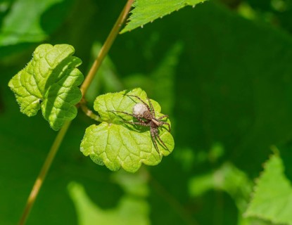 Wolf spider with egg sac resting on a green leaf in sunny ambiance