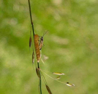 Meadow plant bug resting on a yellow caterpillar on a grass stipe in green ambiance
