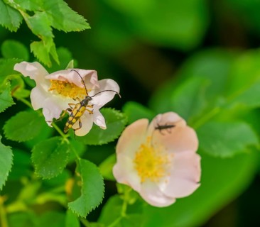Spotted longhorn beetle on a dog rose flower in natural ambiance