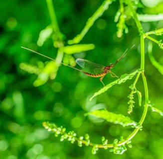 Sideways shot of a mayfly resting on a leaf in green vegetation ambiance