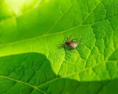 Rear view of a wolf spider with egg sac resting on a green leaf in sunny ambiance
