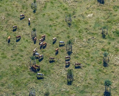 Aerial view, cows, cattle on pasture, near Münsterstraße and St.Josef senior centre, Hamm, Ruhr