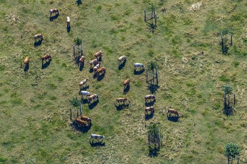 Aerial view, cows, cattle on pasture, near Münsterstraße and St.Josef senior centre, Hamm, Ruhr