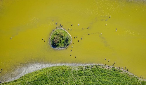 Aerial view, pond with island and water birds in the Lippe floodplains, Hamm, Ruhr area, North
