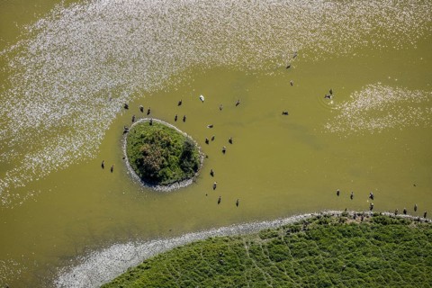Aerial view, pond with island and water birds in the Lippe floodplains, Hamm, Ruhr area, North