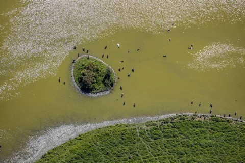 Aerial view, pond with island and water birds in the Lippe floodplains, Hamm, Ruhr area, North