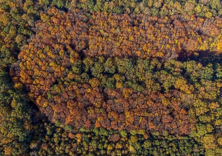 Aerial view, Hüls Wald Caldenhofer Weg, Rhynern, Hamm, Ruhr area, North Rhine-Westphalia, Germany,