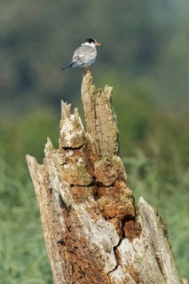 Common tern young bird sitting on tree stump looking right, Hofdorf, Bavaria, Germany