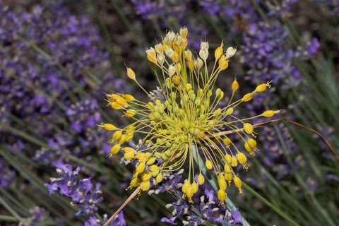 Yellow leek inflorescence with many yellow flowers in front of purple flowers, Buchhofen, Bavaria,