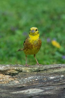 Yellowhammer standing on tree trunk in green grass looking from the front, Buchhofen, Bavaria,