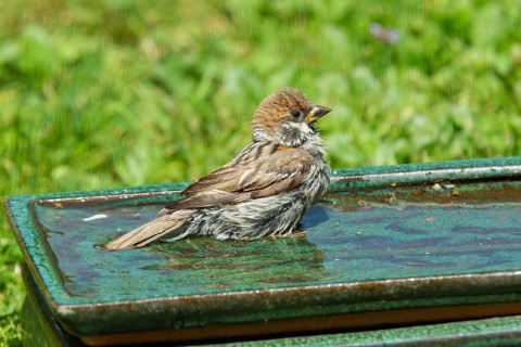 House sparrow sitting on table with water in green grass looking right, Buchhofen, Bavaria, Germany