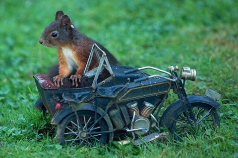 Squirrel leaning on motorcycle in green grass looking left, Buchhofen, Bavaria, Germany