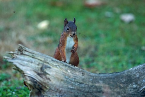 Squirrel sitting on tree stump from the front, seeing, Buchhofen, Bavaria, Germany