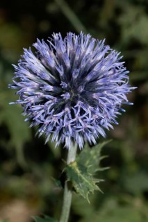 Blue globe thistle blue opened flowers, Buchhofen, Bavaria, Germany