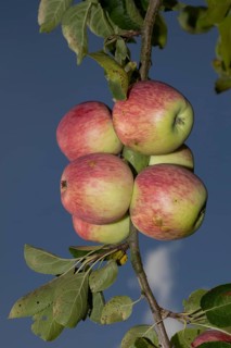 Apple branch with green leaves and several red apples against a blue sky, Buchhofen, Bavaria,