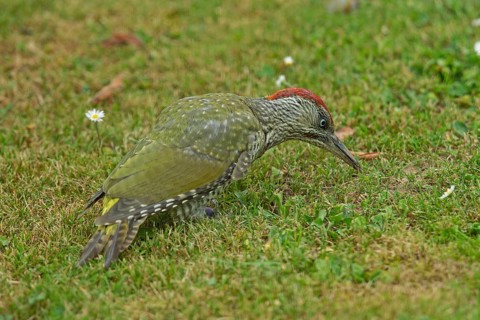 Green woodpecker young bird standing in green grass looking on the right, Buchhofen, Bavaria,