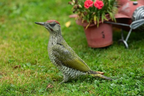 Green woodpecker young bird standing in green grass, Buchhofen, Bavaria, Germany
