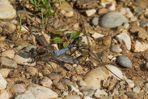 Large blue arrow male and female looking differently when mating on stones, Pfatter, Bavaria,
