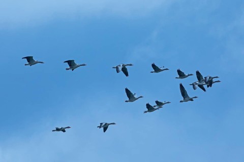 Grey goose many birds with open wings flying right in front of blue sky, Pfatter, Bavaria, Germany