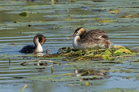 Grebe two adult birds with reflection sitting on nest looking left and swimming right seeing and