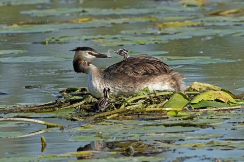 Grebe adult bird sitting in nest looking back with young bird in plumage sitting left looking at