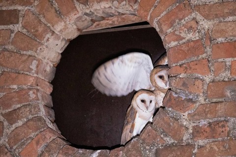 Barn owl two young birds with open wings in a round wall opening looking from the front,