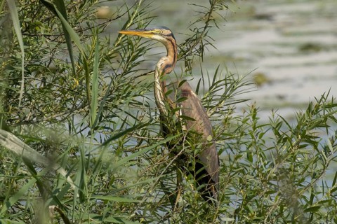 Purple heron standing in green willow bushes looking left in front of water, Pfatter, Bavaria,