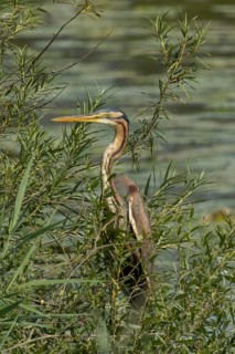 Purple heron standing in green willow bushes looking left in front of water, Pfatter, Bavaria,