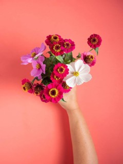 Hand holding fresh zinnias and cosmos, offering a colorful floral arrangement