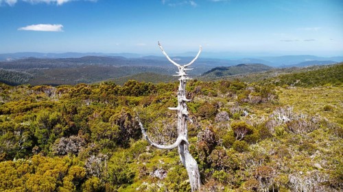 A dead tree in front of the vastness of Tasmania, photograped with a drone