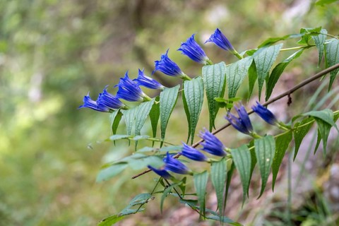 Blooming swallowwort gentian (Gentiana asclepiadea) seen in the Chiemgau Alps, Bavaria, Germany