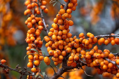Ripe sea buckthorn fruits (Hippophae rhamnoides) on a bush, Darß, Mecklenburg-Western Pomerania,