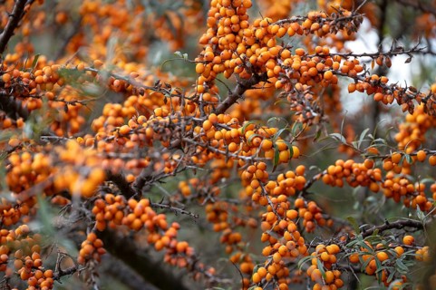 Ripe sea buckthorn fruits on a bush, Darß, Mecklenburg-Western Pomerania, Germany