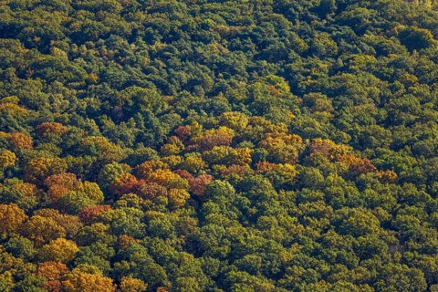 Aerial view, Pilsholz forest in autumn colors, Rhynern district, Hamm, Ruhr region, North
