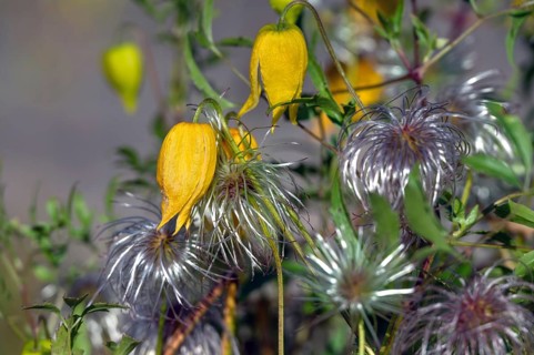 Gold Clematis (Clematis tangutica), Ahrenhoop, Darß, Mecklenburg-Western Pomerania, Germany