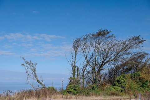 Sloping trees, so-called wind escapes on the Baltic Sea, Ahrenshopp, Darß, Mecklenburg-Western