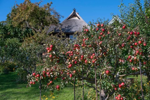 Ripe apples (Malus) on a tree in a garden, Ahrenshoop, Darß, Mecklenburg-Western Pomerania, Germany