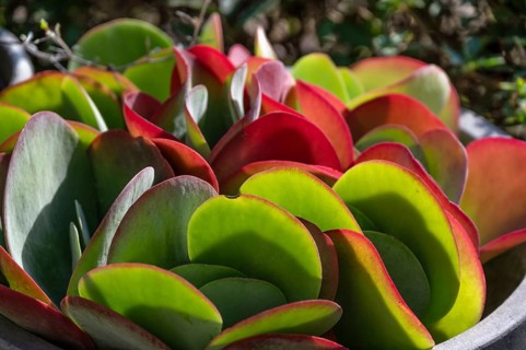Leaves of the fat hen (Sedum), Bavaria, Germany