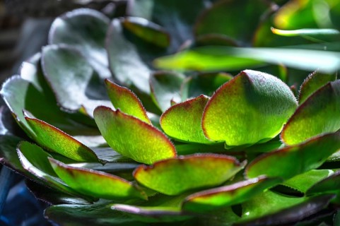 Leaves of the fat hen (Sedum in backlight), Bavaria, Germany