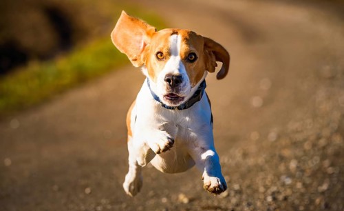 A beagle flying down the path with ears flapping in daylight, Graz, Austria