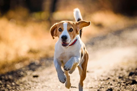 A vibrant beagle running on a sunlit path, Graz, Austria