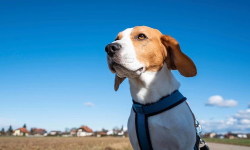 Beagle in a field on a sunny day, appearing focused and alert, Graz, Austria