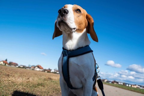 Beagle sitting under a clear blue sky in a field, looking alert and attentive, Graz, Austria