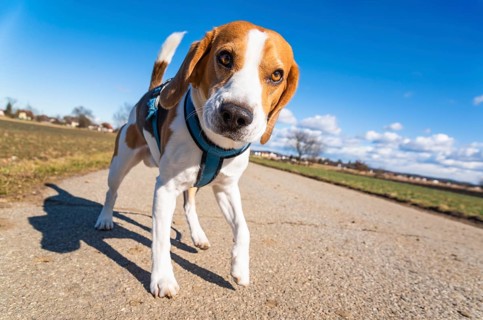 Beagle on a rural path looks curiously at the camera under a vivid blue sky, Graz, Austria