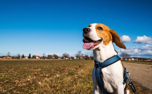 Happy beagle with leash pants joyfully in a field beneath a bright blue sky, Graz, Austria