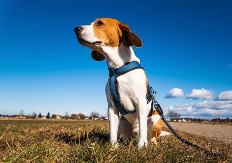 Beagle sits calmly on grass in a countryside setting under a clear blue sky, Graz, Austria