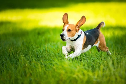 Lively beagle playing with ears up on green grass, Graz, Austria